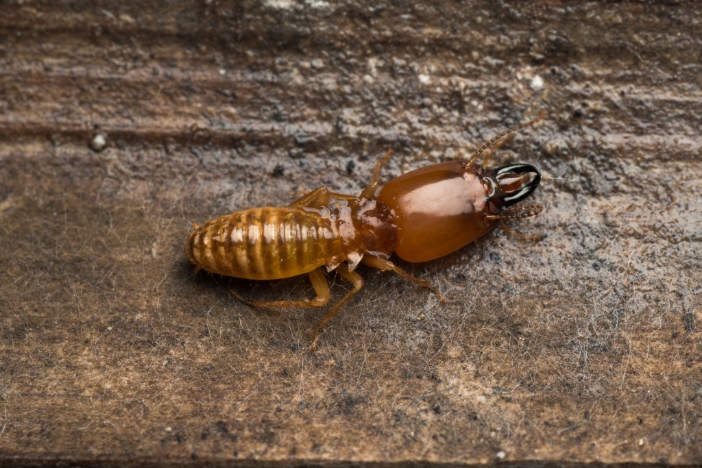 Termite close up