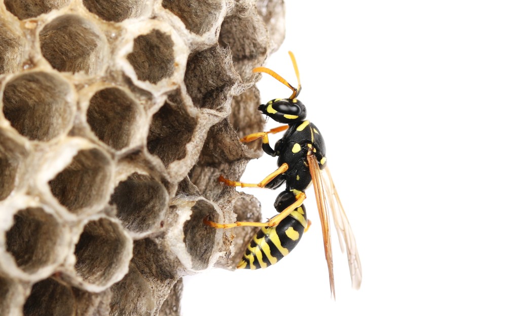 Wasp on nest close up