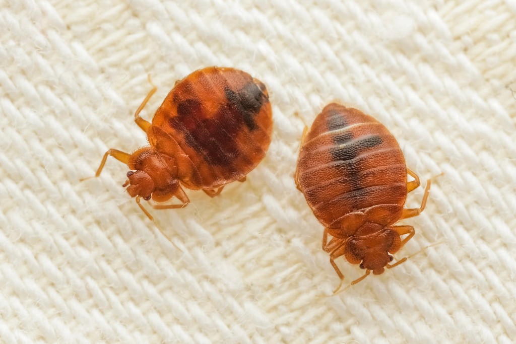 Bed bugs close up