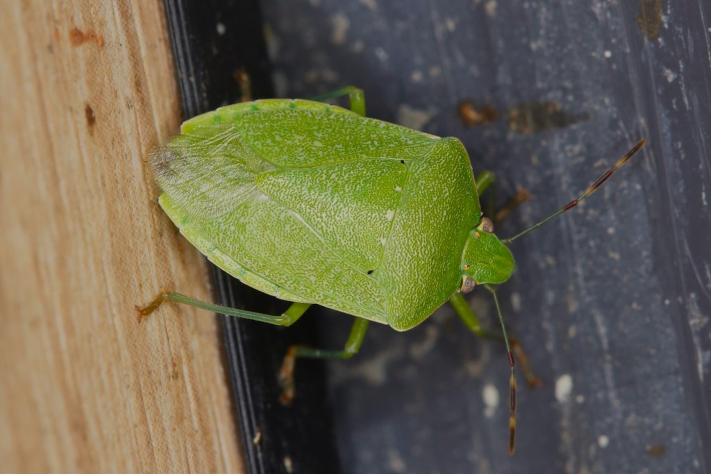 Green stink bug close up
