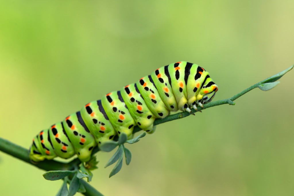 Green caterpillar close up