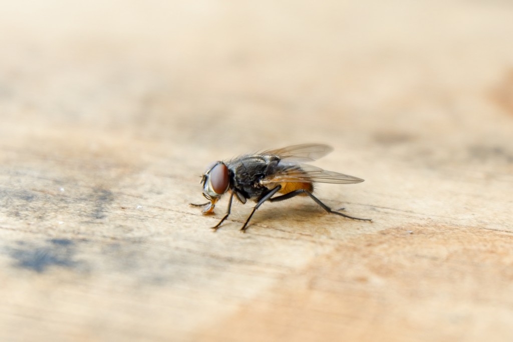 House fly close up