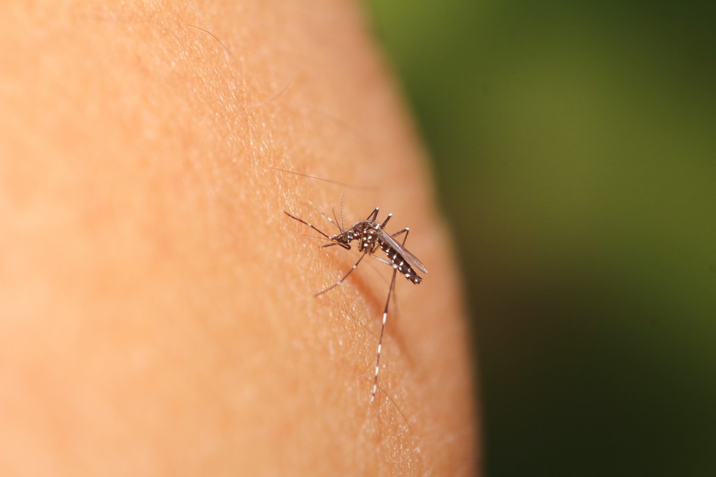 Mosquito close up